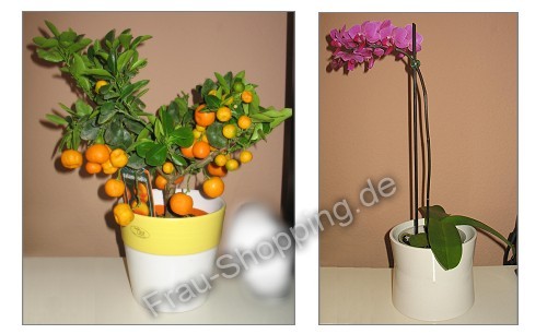 Calamondin und Orchidee Calamondin und Orchidee