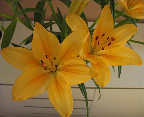 Blumen zum 3. Blog-Geburtstag Blumen zum 3. Blog-Geburtstag
