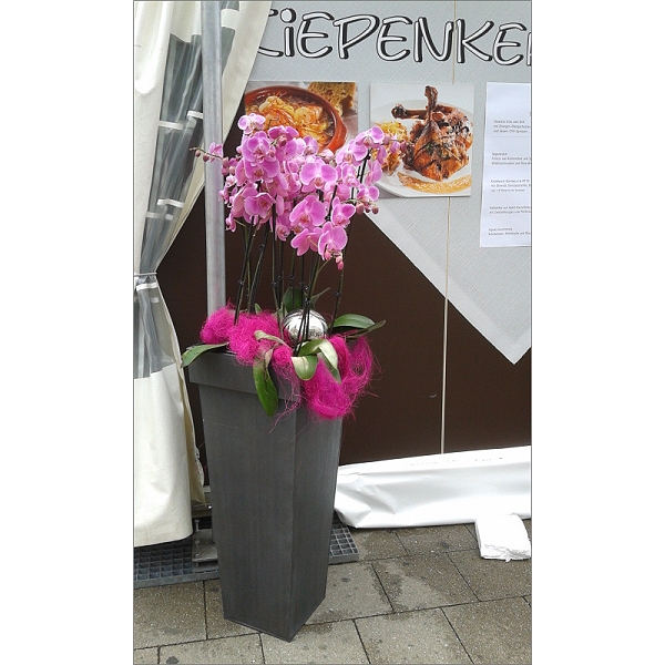 Ein Kübel voller Orchideen Ein Kübel voller Orchideen